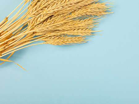 Wheat ears and rye on a blue pastel paper background. Top view, flat lay, copy space. Autumn composition, harvest conceptの写真素材