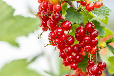 Macro shot of ripening red currant berries. high quality photoの写真素材