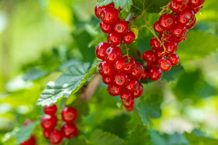 Ripe red currants with green leaves on a bush close-up as a background.の写真素材
