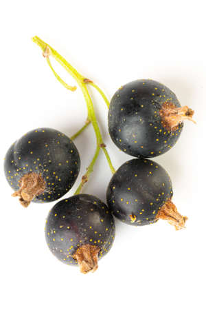 black currant branch isolated on whiteの写真素材
