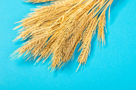 Ripe ears of wheat isolated on a blue background. Top view, flat lay of wheat groats grain deficiency. macro close-upの写真素材