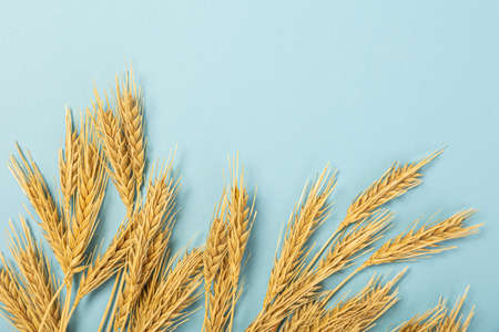 Wheat ears and rye on a blue pastel paper background. Top view, flat lay, copy space. Autumn composition, harvest conceptの写真素材