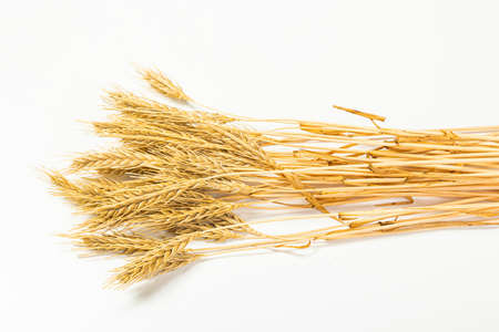 Seeds of ripe wheat on a white background. A whole crop of wheat germ. spikelet of wheat for flour...