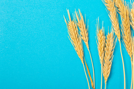 Ripe ears of wheat isolated on a blue background. Top view, flat lay of wheat groats grain deficiency. macro close-upの写真素材