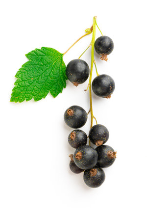 branch of fresh black currant with green leaves on a white backgroundの写真素材