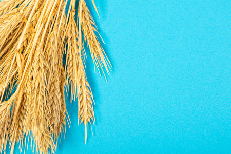 Ripe ears of wheat isolated on a blue background. Top view, flat lay of wheat groats grain deficiency. macro close-upの写真素材