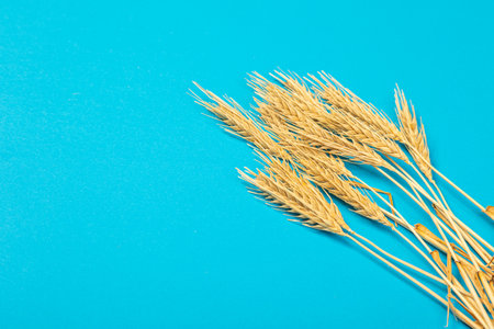 Ripe ears of wheat isolated on a blue background. Top view, flat lay of wheat groats grain deficiency. macro close-upの写真素材