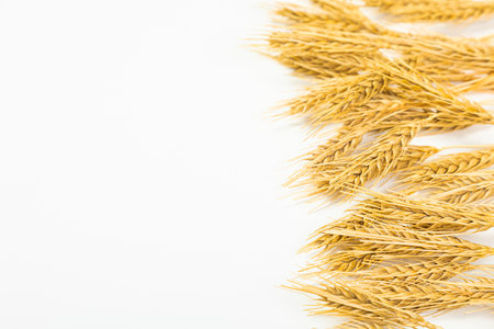 Seeds of ripe wheat on a white background. A whole crop of wheat germ. spikelet of wheat for flour from grain bread. View from aboveの写真素材