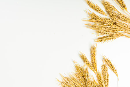 Seeds of ripe wheat on a white background. A whole crop of wheat germ. spikelet of wheat for flour from grain bread. View from aboveの写真素材
