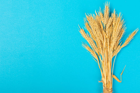 Ripe ears of wheat isolated on a blue background. Top view, flat lay of wheat groats grain deficiency. macro close-upの写真素材