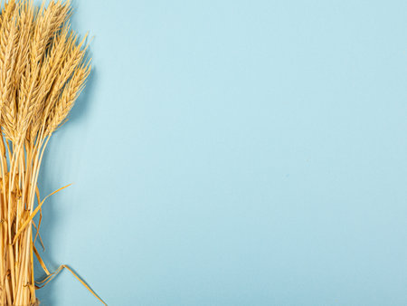 Wheat ears and rye on a blue pastel paper background. Top view, flat lay, copy space. Autumn composition, harvest conceptの写真素材