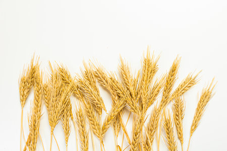 Seeds of ripe wheat on a white background. A whole crop of wheat germ. spikelet of wheat for flour from grain bread. View from aboveの写真素材