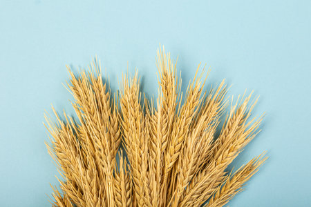 Wheat ears and rye on a blue pastel paper background. Top view, flat lay, copy space. Autumn composition, harvest conceptの写真素材