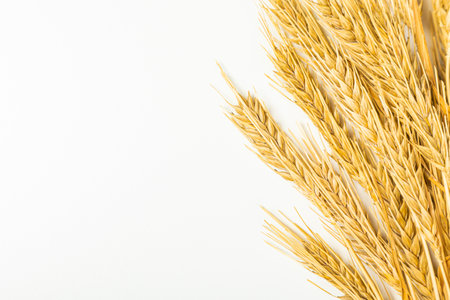 Seeds of ripe wheat on a white background. A whole crop of wheat germ. spikelet of wheat for flour from grain bread. View from aboveの写真素材