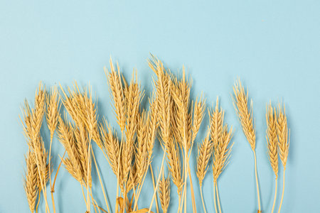 Wheat ears and rye on a blue pastel paper background. Top view, flat lay, copy space. Autumn composition, harvest conceptの写真素材