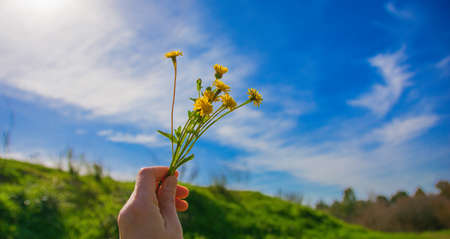 Hand Plucking A Yellow Flower From The Field. Spring Concept. Andryala Agardhiiの写真素材