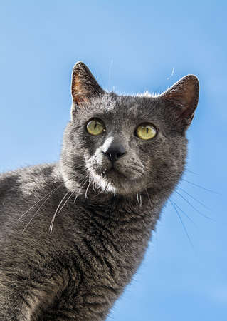 Gray Cat With Yellow Eyes Perched On A Wall With The Blue Sky Background. Russian blueの写真素材