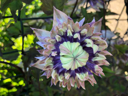 Violet flowerの写真素材