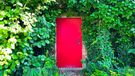 Red door entwined with green ivy.の写真素材