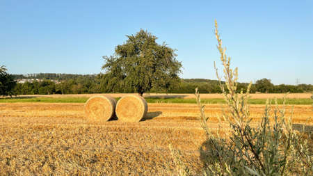 Autumn landscape with hay bales. Sunny, blue skies, mown field.