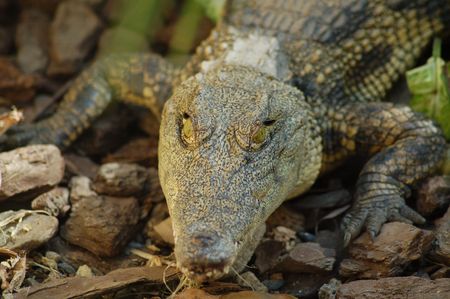 Crocodileの写真素材