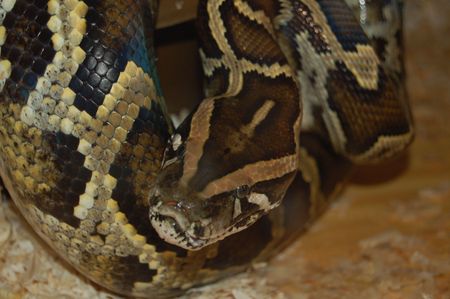 Python