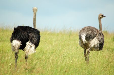 Ostrichの写真素材