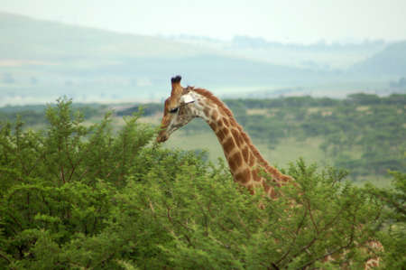 Giraffeの写真素材