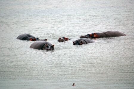 Hippoの写真素材