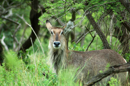 Waterbuckの写真素材