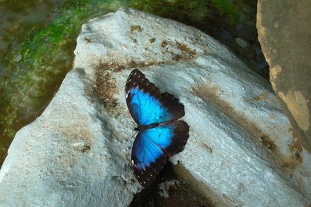 Butterflyの写真素材