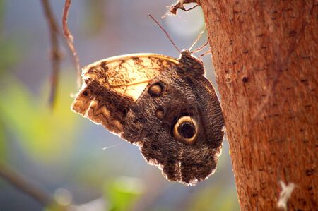Butterfly in Natureの写真素材
