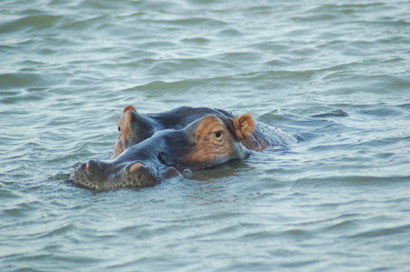 Hippopotamus head