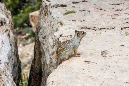 Climbing squirrel at the Grand Canyonの写真素材