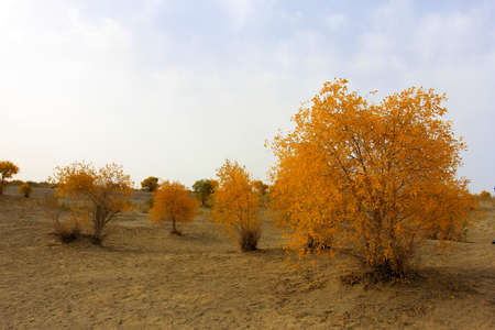 Loneliness in the desertの写真素材