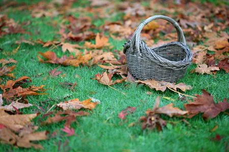 A basket sitting on the grass surrounded by fallen autumn leaves in a horizontal color photograph.の写真素材