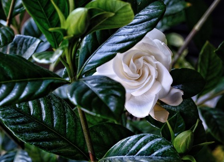 White Gardinia surrounded bynshine dark green leavesの写真素材