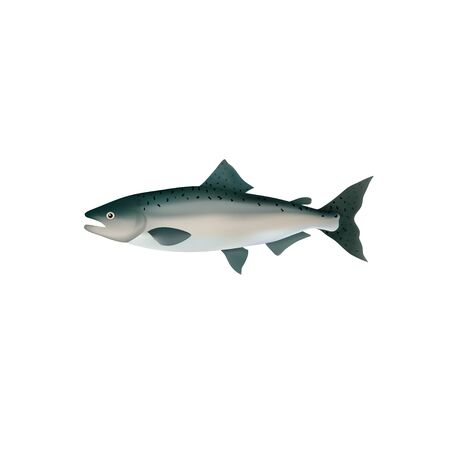 Salmon fish realistic vector illustration. Whole salmon isolated on white background. Seafood product and healthy nutrition.のイラスト素材