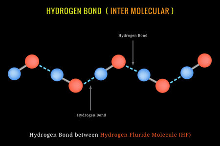 Hydrogen Bond. Inter molecular Hydrogen Bond between HF Molecule. Hydrogen bridge bond between Hydrogen Fluride molecule.のイラスト素材