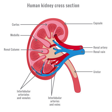 Human kidney cross section vector image. Human Kidney Anatomy. Cross section of human kidney showing detail of blood supply, cortex, medulla and pyramids.のイラスト素材