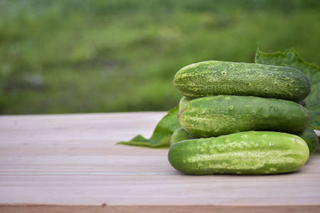 Freshly picked green juicy cucumbers on a wooden table against the background of a green lawn on a summer day. Organic healthy foodsの写真素材