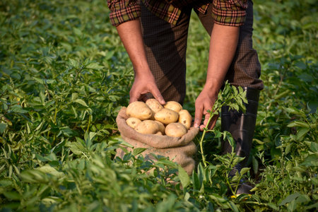 Bag of potatoes on green potato field. Farmers harvest potato in farm. Organic potato in packet....