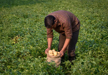Farmer harvesting potato in the farmland. Potato Farming. Fresh organic potatoes in the field....