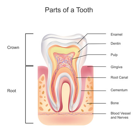 Biological illustration of detailed tooth anatomy, The structure of teeth, enamel, which is wholly inorganic and is the hardest tissue in the body, covers part or all of the crown of the toothのイラスト素材