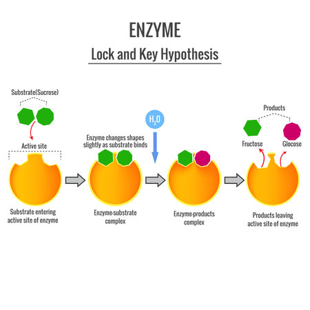 Vector of Catalytic cycle of an enzyme. - ID:1-192948289 - Royalty Free ...