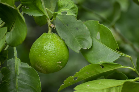 Green fresh limes on a tree. Lime is a hybrid citrus fruit, which is typically round and containing acidic juice vesicles. Limes are excellent source of vitamin C.の写真素材