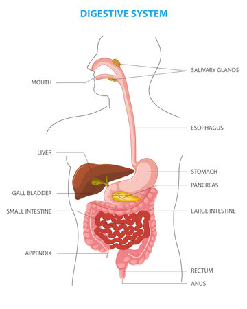 Anatomy of the human digestive organs and functions of internal organs. Medical Education Chart of Biology for Digestive System Diagram. Anatomy of Human digestive system.のイラスト素材