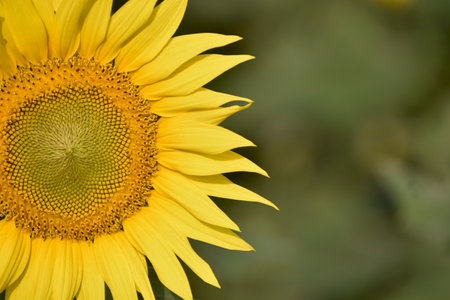 Beautiful sunflower on a sunny day with a natural background. Selective focus. Sunflower cultivation at sunrise. Sunflower natural background. Sunflower blooming. Honeybee pollinating sunflowerの写真素材
