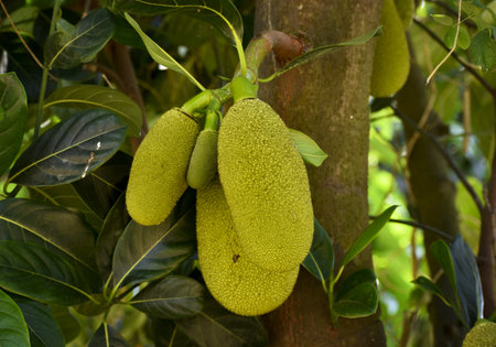 Green jackfruit hanging from a tree, waiting to ripen. Its spiky exterior and large size make it a...