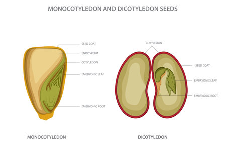 Monocotyledon and dicotyledon seeds are two types of flowering plant seeds, with monocots having one seed leaf and dicots having two. dicotyledon vs monocotyledon vector illustrationのイラスト素材
